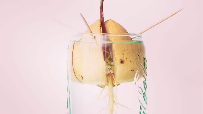 Avocado pitten planten zo doe je dat