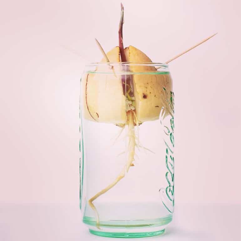 Avocado pit planten